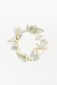 Kaboompics - White Petal Circle Arrangement Minimal