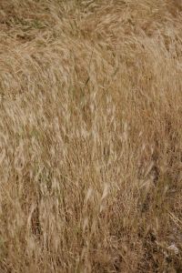 Kaboompics - Beige Grass Texture in a Soft Summer Field Background