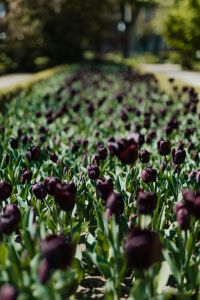 Kaboompics - Black Tulip Stems Against Lush Botanical Foliage
