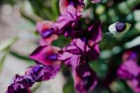 Kaboompics - Iris Flowers in a Wide Madrid Botanical Garden Scene