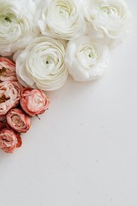 Kaboompics - White Ranunculus and Blush Flowers at Upper Left with Vertical Copy Space