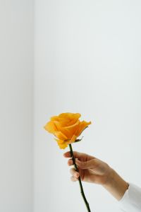 Kaboompics - Close-Up Orange Rose in Hand for Floral Beauty Editorials