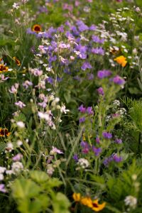 Kaboompics - Colorful Wildflower Meadow With Purple Flowers