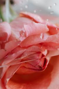 Kaboompics - Extreme Close-Up of Pink Rose Petals at the Waterline