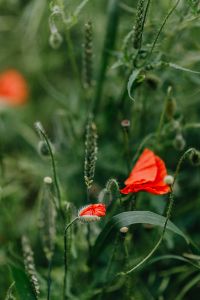Kaboompics - A field of Red Poppies