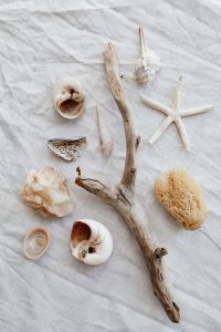 Neutral Coastal Still Life with Seashells, Driftwood and Dried Botanicals