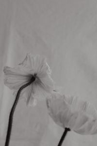 Kaboompics - Minimal Bloom Composition on a Light Fabric Background