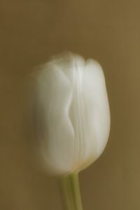 Kaboompics - Soft Focus White Tulip Close-Up