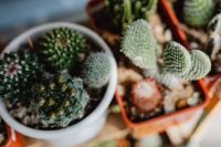Kaboompics - Round and Fuzzy Cacti in Small Pots at an Outdoor Plant Stall