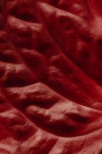 Kaboompics - Deep Burgundy Wrinkled Organic Texture with Crushed Folds