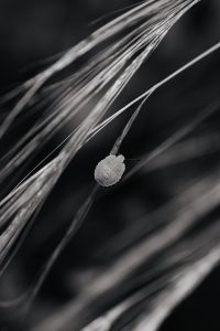 Kaboompics - Black and White Wispy Ornamental Grass with Moody Dark Background