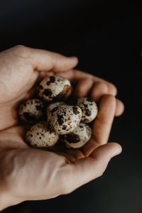 Kaboompics - Hands Holding Speckled Quail Eggs on Black Background