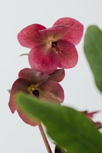 Kaboompics - Pink Hellebore Flower Against a Clean White Background