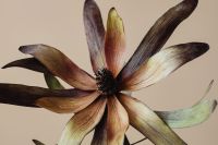 Kaboompics - Close-Up Dried Flower Petals On Beige Background