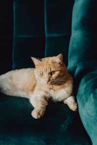Kaboompics - Woman Holding a Ginger Cat Upright in a Bright Home Interior