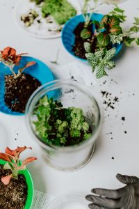 Kaboompics - Small Glass Jar Terrarium with Moss and Houseplants, Miniature Indoor Garden