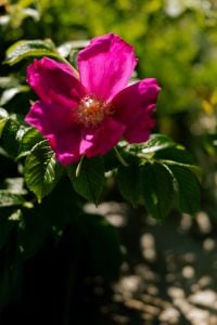 Kaboompics - Wild Rose Pink Flower Close-Up Green Background