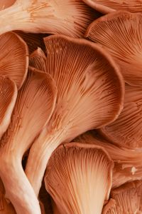 Kaboompics - Peach Oyster Mushroom Cluster