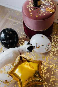 Kaboompics - Dog With Black And White Balloons Amid Gold Confetti