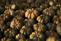 Kaboompics - Sunlit Rows of Green Heirloom Pumpkins