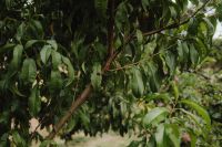 Kaboompics - Fruit Tree with Long Green Leaves in Garden