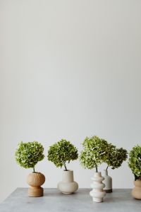 Kaboompics - Green Hydrangea Floral Texture