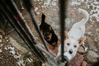 Kaboompics - Dogs behind metal bars