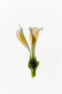 Kaboompics - White Flower Bud Backlit Close Up