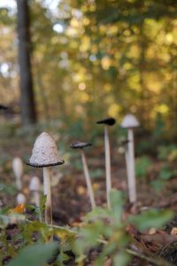 Kaboompics - Wild Mushrooms Growing Among Leaves in an Autumn Forest