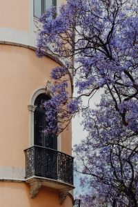 Kaboompics - Purple Jacaranda Tree Framing a Peach Facade with Ornate Balcony