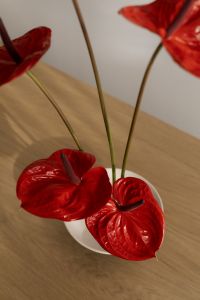 Kaboompics - Red Anthurium Ikebana Flower Arrangement