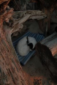 Kaboompics - Dog Sleeping on Blue Striped Beach Mat Under Driftwood
