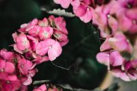 Kaboompics - Hydrangea