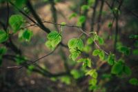 Kaboompics - Close-ups of leaves, flowers and fruit on trees, part 1
