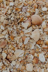 Kaboompics - Sea shells on the beach, Algarve, Portugal