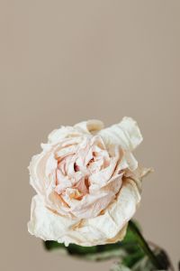Kaboompics - Close-Up Dried White Rose With Green Stem