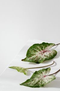 Kaboompics - Overhead Caladium Leaf Flat Lay with Copy Space for Blog Banners