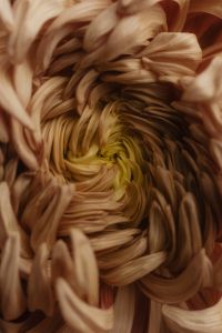 Kaboompics - Cream Chrysanthemum Macro with Yellow Center