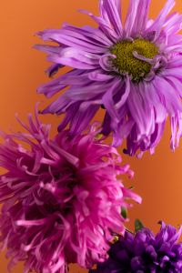 Kaboompics - Pink and Purple Flowers on Orange Background