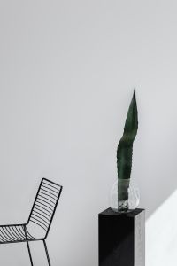 Kaboompics - Black Chair And Tall Agave Leaf With Strong Diagonal Light