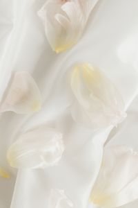 Kaboompics - Soft White Petals on Pale Fabric with Open Copy Space