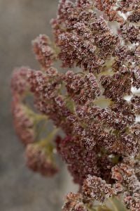 Kaboompics - Frost Covered Brown Plant with Soft Winter Garden Background