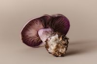 Kaboompics - Violet Wood Blewit Mushroom on Beige Background