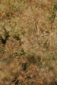 Kaboompics - Dried Umbel Seed Heads in Garden