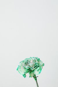 Kaboompics - Colorful carnations flowers - Dianthus caryophyllus