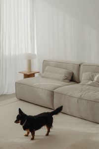 Kaboompics - Black and Tan Dog Standing on a Light Living Room Rug