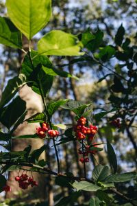 Kaboompics - Clusters of Red Berries on a Leafy Branch