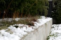 Kaboompics - Snow-Covered Ornamental Grasses Along a Concrete Garden Border, Winter Garden