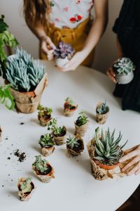 Kaboompics - Overhead View of a Woman Arranging Succulent Pots on a White Planting Table