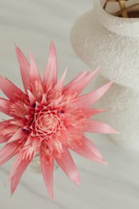 Kaboompics - Indoor Aechmea Plant with Pink Flower